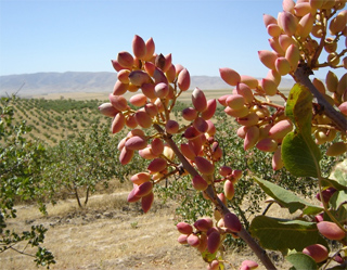 Uzbekistan to create centers for production of pistachio