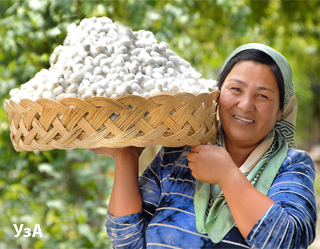 Uzbekistan produces over 25,000 tonnes of cocoons