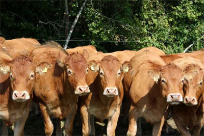 Uzbekistan agriculture output comprises 12.642trln soums in 2009