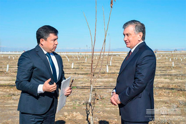 Uzbek President visits walnut and almond plantations