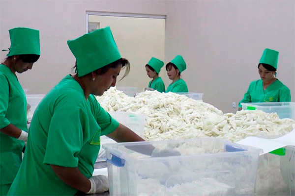 Gold Grown Pharma наладил производство медицинских перчаток