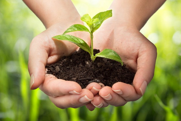 В Узбекистане принят закон «о защите растений»