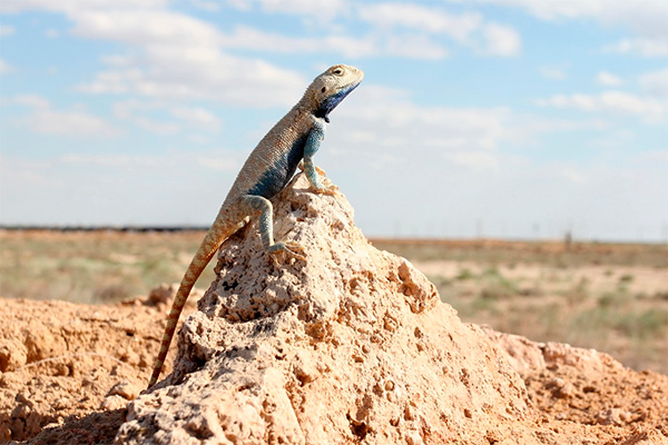 A Biodiversity Conservation Information Management System to be developed in Uzbekistan