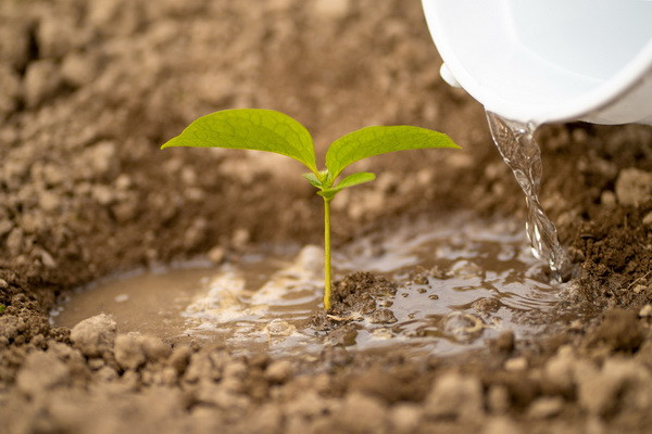 ЕБРР помогает повысить эффективность ирригации в Узбекистане