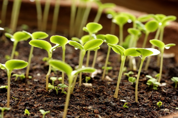 President of Uzbekistan Shavkat Mirziyoyev signed the law “On seed”