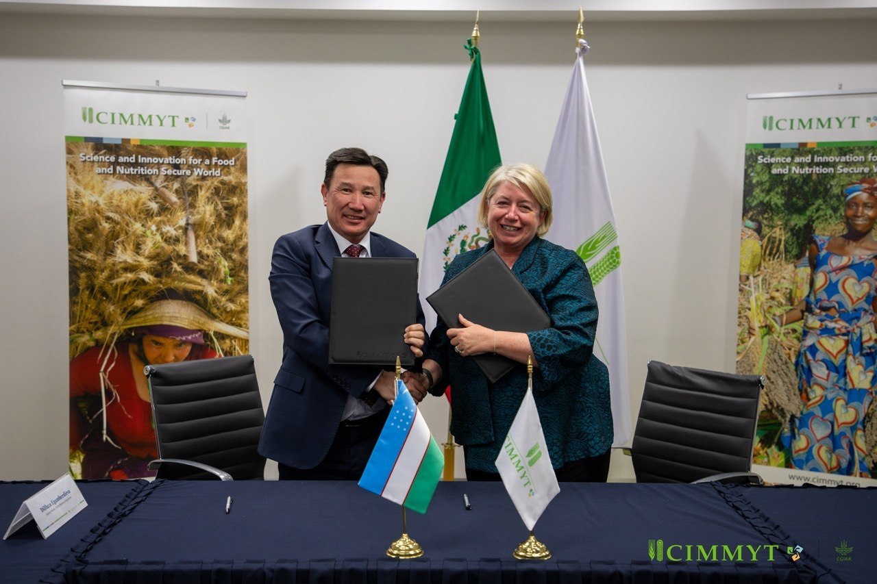 В Узбекистане откроется офис международного центра CIMMYT