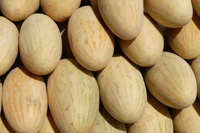Uzbekistan’s Melon Exports Reach 14,000 Tons in Six Months