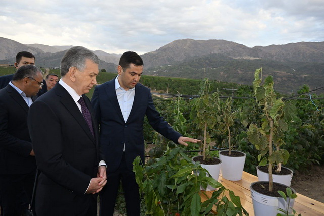 Мирзиёев ознакомился с проектом агросада на $60 млн в Бостанлыке