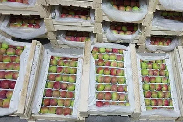 РФ в июне импортировала 1,7 тыс. тонн яблок из Узбекистана
