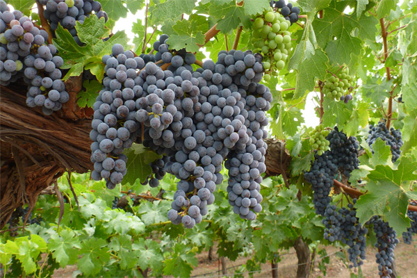 Uzbekistan exports 7,900 tonnes of grape concentrate to Kazakhstan