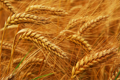 Syrdarya region’s GPR increases by 8.1%
