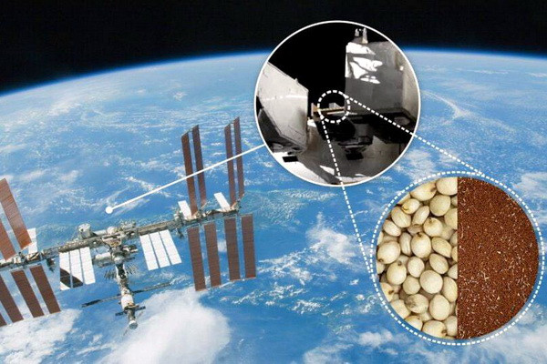 ФАО и МАГАТЭ отправили в космос семена для выведения адаптированных к изменениям климата культур