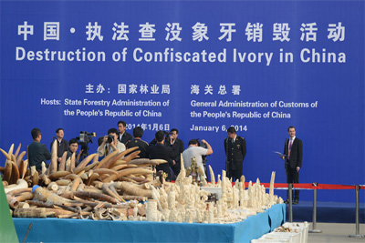 В Китае уничтожили более 6 тонн слоновой кости