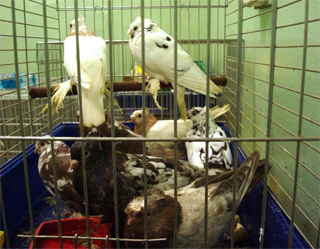 Russia foils attempt to smuggle birds from Uzbekistan