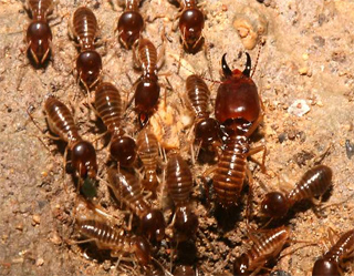 About 30,000 houses in Uzbekistan are infected with termites