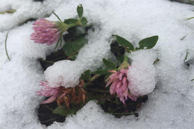 На западе Канады в конце лета выпал первый снег