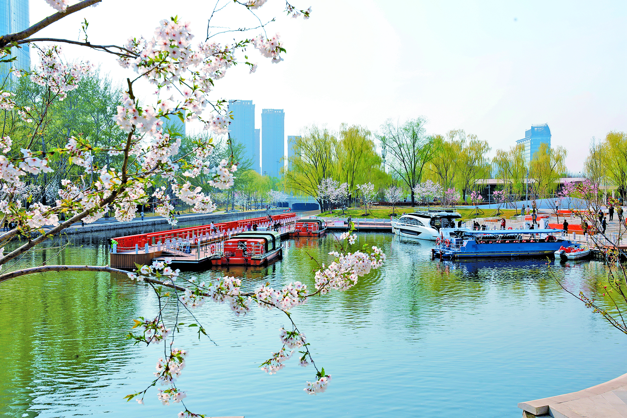 From Old Channel to New Garden: How Chaoyang’s "Sakura River" is Dazzling Spring
