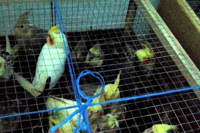 Крупную партию декоративных птиц ввезли в Новосибирск из Узбекистана