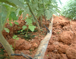 Uzbekistan adopts measures to introduce trickle irrigation systems