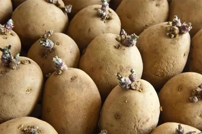 Египетская компания EFC Plants Tissue Culture S.A.E. поставила в Узбекистан семенной картофель нового поколения