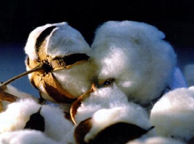 Uzbekistan plans to produce about 1m tonnes of cotton-fibre