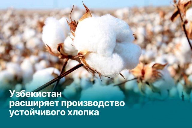 Ўзбекистон барқарор пахта ишлаб чиқаришни кенгайтирмоқда