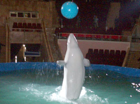 Moscow Dolphinarium to present its show in Tashkent