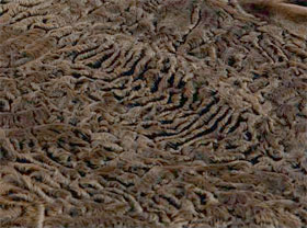 В Ташкенте открылась выставка «Каракуль Узбекистана»