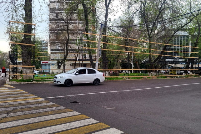 Сенатор направила запрос хокиму Ташкента по защите деревьев