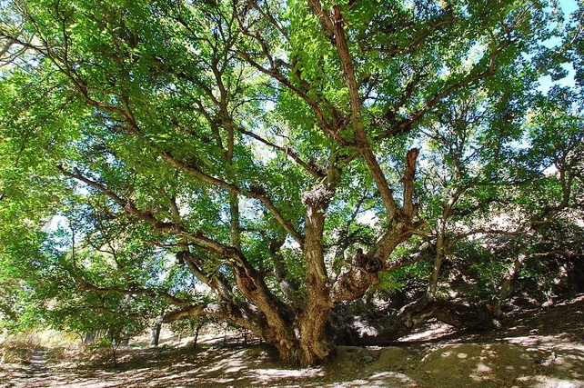 В Узбекистане создадут зелёные пояса в приграничных районах