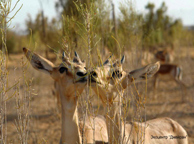 Для развития экотуризма в Узбекистане