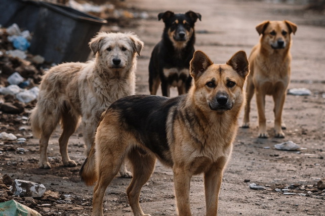 Хокимият Ташкентской области прокомментировал информацию о гибели школьника после нападения собаки в Ангрене